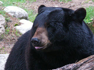 Der Garlyn Zoo in den Wäldern von Michigan © Garlyn Zoo